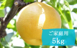 豊水【ご家庭用5kg(9～14個)】